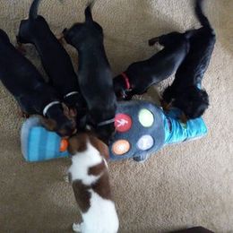 Dachshund Puppies from White River Valley Kennel