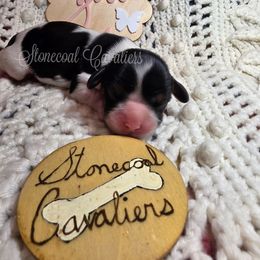 TBD Tri female - Tri-color female Cavalier King Charles Spaniel puppy in Kermit, West Virginia from Stonecoal Cavaliers
