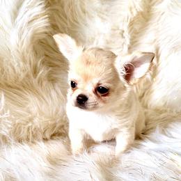 Monti - Cream male Chihuahua puppy in Allentown, Pennsylvania from Tsunami Cockers & Chihuahuas