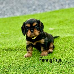 Shiloh - Black and tan Cavalier King Charles Spaniel puppy in Bethel, Pennsylvania from LanTre Valley Cavaliers