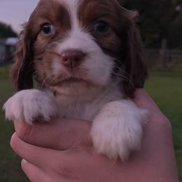 Sarabi - Liver and white female English Springer Spaniel puppy in Florida from Thunderbird Springers