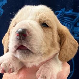 Girl 3 - Red and white female Basset Hound puppy in Kenansville, Florida from Fancy Hounds