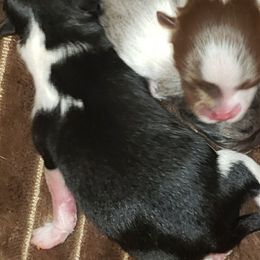 Genevieve - Black and tan parti female Pomeranian puppy in Weatherford, Texas from Jeweled Poms