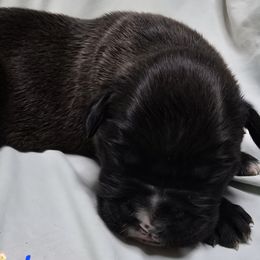 Boy 3 - Brindle male Boxer puppy in Leland, North Carolina from Ocean Breeze Boxers
