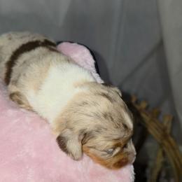 Cannoli - Fawn (Isabella) female Dachshund puppy in Arthur, Illinois from Dachs and Poms