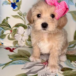 Grace - Cream female Maltipoo puppy in West Jordan, Utah from Mid Sized Maltipoos and More LLC
