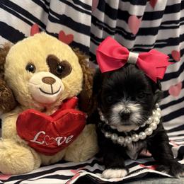 Girl 1 - Black and white female Shihpoo puppy in Cottondale, Florida from Pat’s precious puppies