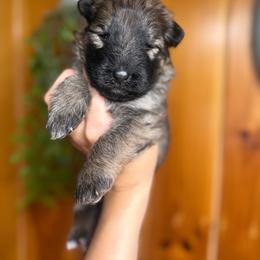 Girl 1 - Sable female German Shepherd puppy in Salem, South Carolina from Von Maqqedah Haus German Shepherds