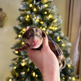 Tim (choc sable) - Sable male Bernedoodle puppy in Wamego, Kansas from Doodles of Oz