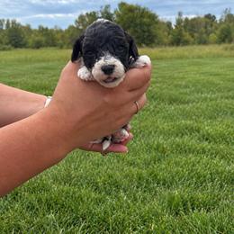 Clyde - Black and white male Aussiedoodle puppy in Hudson, Michigan from Haas Pawz