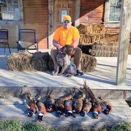 Wirehaired Pointing Griffon Puppies from Saint Barbara's Wirehaired Pointing Griffons