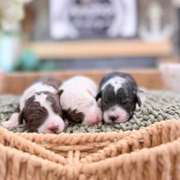Bernedoodle, Cavapoo, Cavapoochon, Goldendoodle, Poodle, and Yorkipoo Puppies from Anchor Dogs
