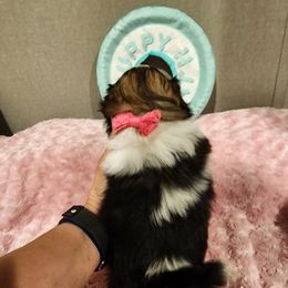 Shih Tzu Puppies from Grandma Ts Precious Puppies