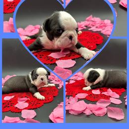Russell - Seal and white male Boston Terrier puppy in Jacksonville, Florida from Trail’s End Boston Terriers