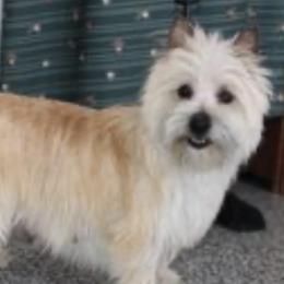 Caramel - Cairn Terrier