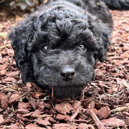 "Noel " Goldendoodle Puppies from Christi's Goldendoodles