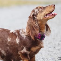 Cookie - Dachshund