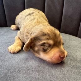 Pico De Gallo - 3500 - Dapple male Dachshund puppy in Knoxville, Tennessee from East TN Dachshunds