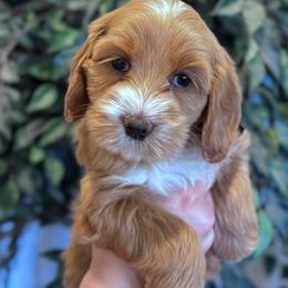 Pierogi - Red female Australian Labradoodle puppy in Newdale, Idaho from Grand Peaks Labradoodles