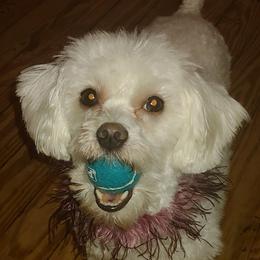Ang - Maltipoo