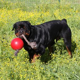 Rottweiler All Grown Up from Cross O Ranch Rottweilers
