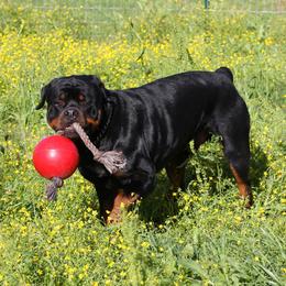 Rottweiler All Grown Up from Cross O Ranch Rottweilers