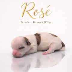Rosé - Black and white female Shorkie puppy in Delta, Colorado from SATA Kennels