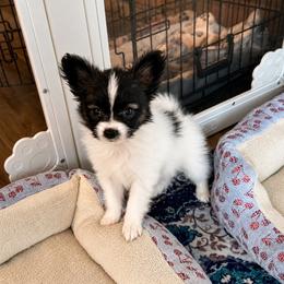 Rocket - White and sable male Papillon puppy in Coatesville, Indiana from Wendy’s Wings