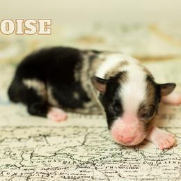 Boise - Blue merle male Miniature Australian Shepherd puppy in Waco, Texas from Blue Rain Aussies