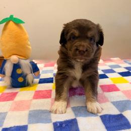Red - Red tri-color male Australian Shepherd puppy in Harrah, Oklahoma from Kamm's Aussies