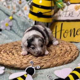 Philly - Blue merle female Miniature Australian Shepherd puppy in California from Eagle River Aussies