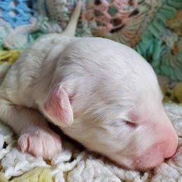 Gabriel - White male Sheepadoodle puppy in Bellevue, Iowa from Vivere Farm LLC