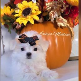 Girl - White female Maltese puppy in Moreno Valley, California from Leslie's Maltese