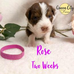 Rose - Red tri-color female Australian Shepherd puppy in Falmouth, Kentucky from Queen City Farm