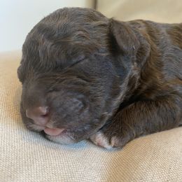 Lagotto Romagnolo Puppies from Southern Lagotto
