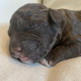Lagotto Romagnolo Puppies from Southern Lagotto