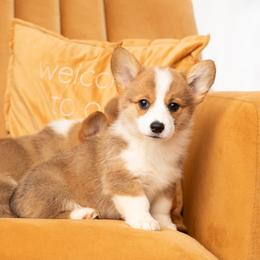 Cherry Blossom - White and red female Pembroke Welsh Corgi puppy in Keene, Texas from Texas Fluff Butts and Friends