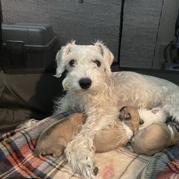 "8 days after birth" Miniature Schnauzer Puppies from D&D Mini Schnauzers