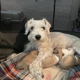 "8 days after birth" Miniature Schnauzer Puppies from D&D Mini Schnauzers