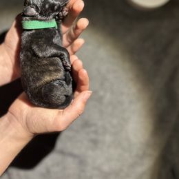 Dutch Shepherd Puppies from TN Dutch Shepherd