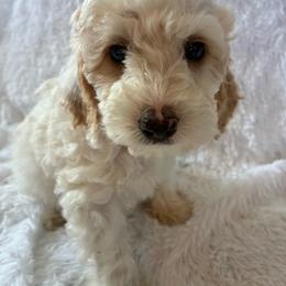 Doc - Red and white male Cockapoo puppy in Adrian, Oregon from ApplebyFarm