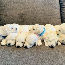 Goldendoodle Puppies from Pacific Goldendoodle, LLC