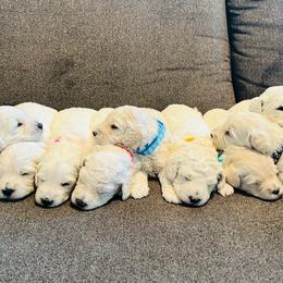 Goldendoodle Puppies from Pacific Goldendoodle, LLC