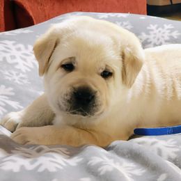 Yellow male - Yellow male Labrador Retriever puppy in Fairview, West Virginia from Treasure Mountain Labrador Retrievers
