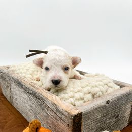 Turnip - Parti male Goldendoodle puppy in North Carolina from Tuxedo Mountain Doodles