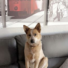 Australian Cattle Dog All Grown Up from EJC Australian Cattle Dogs