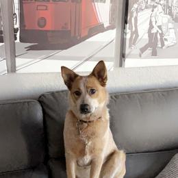 Australian Cattle Dog All Grown Up from EJC Australian Cattle Dogs