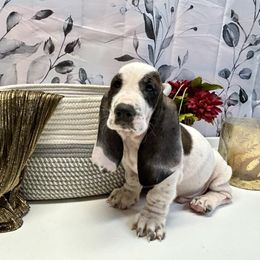Cuthbert - Black and white male Basset Hound puppy in Winston Salem, North Carolina from LaythStone