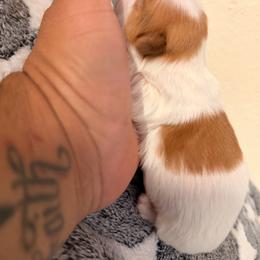 Lola - Gold and white female Shih Tzu puppy in Apple Valley, California from Garcia_shihtzu