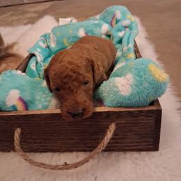 Blue collar boy - Red  male Poodle puppy in Hogansville, Georgia from Grace Colt Farms